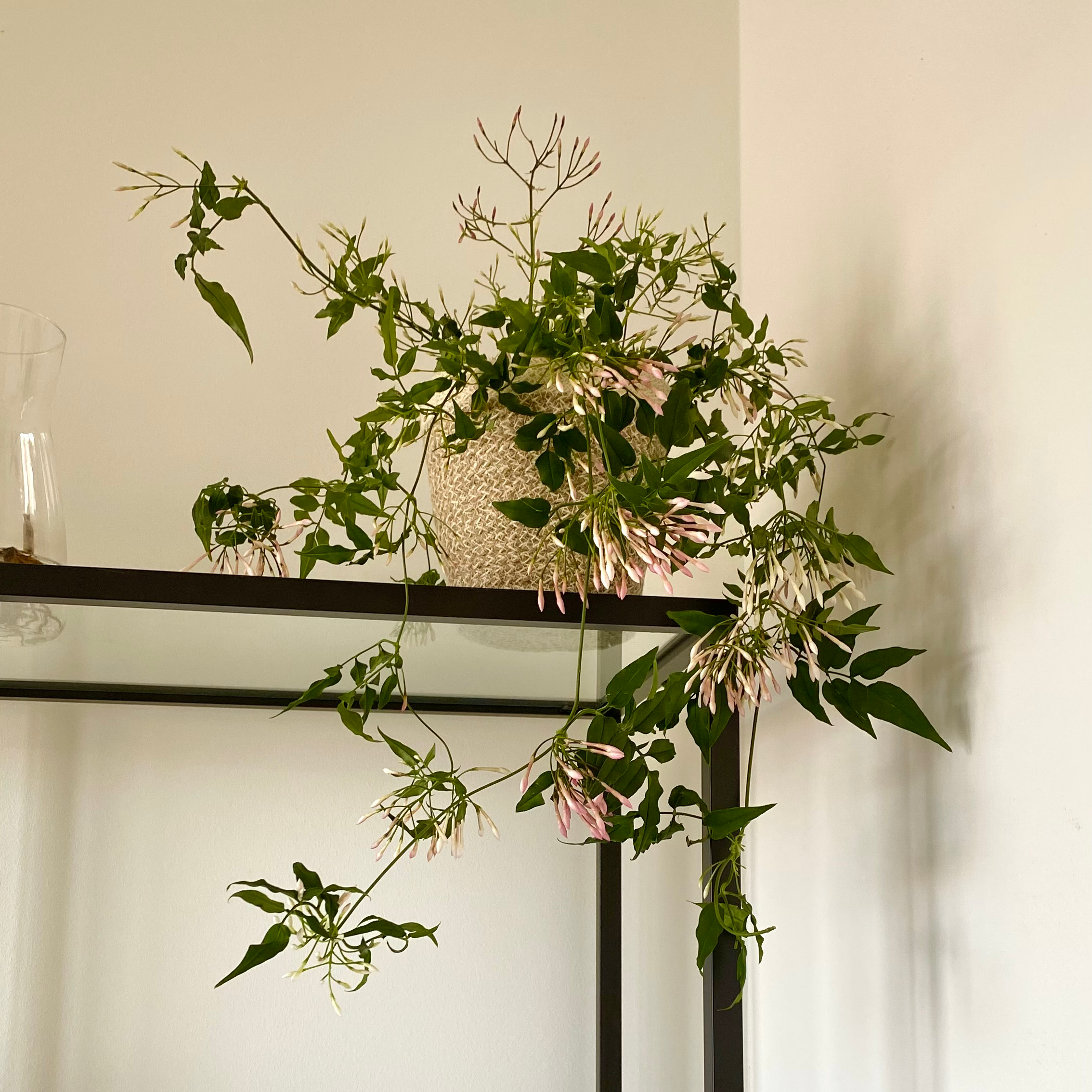 Pink Jasmine plant in a pot on a shelf with green leaves and pink flowers.