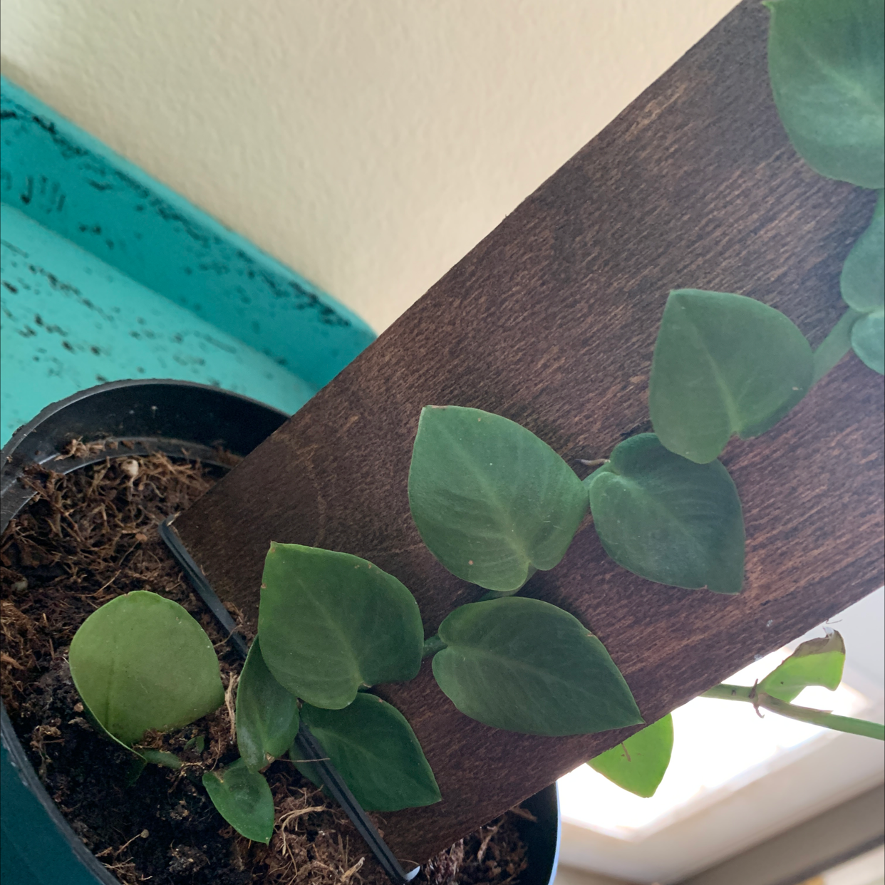 Rhaphidophora hayi plant climbing a wooden support in a pot with visible soil.