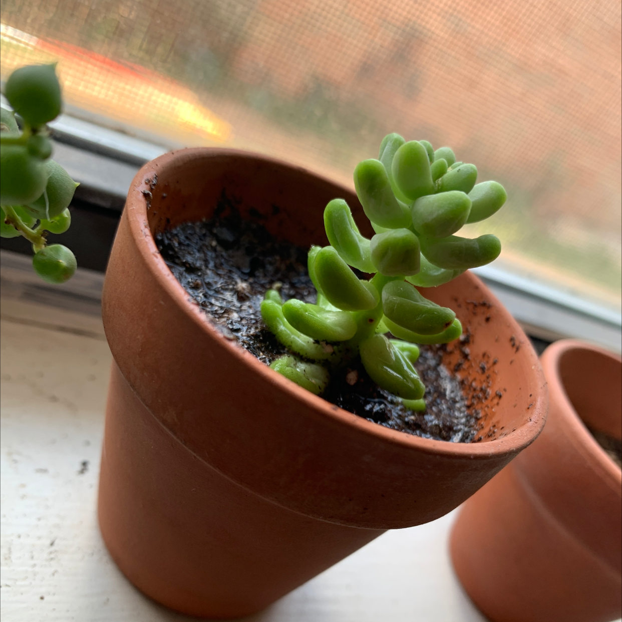 Burro's Tail plant photo by @Mykaliii named Donkey Butt on Greg, the plant care app.