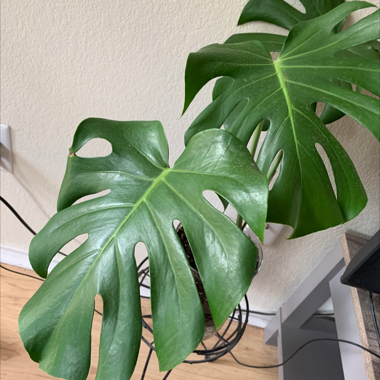 Monstera plant photo by @Mykaliii named Monstera on Greg, the plant care app.