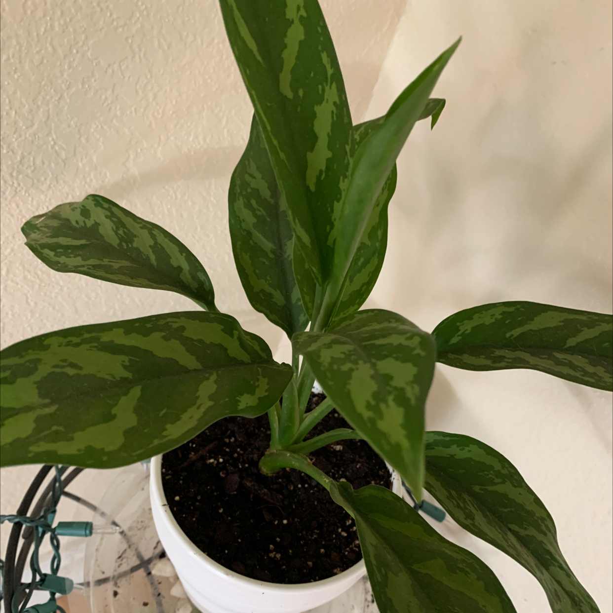 Chinese Evergreen plant photo by @Mykaliii named Tree Diddy on Greg, the plant care app.