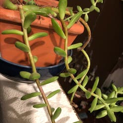 sedum 'sunset' plant