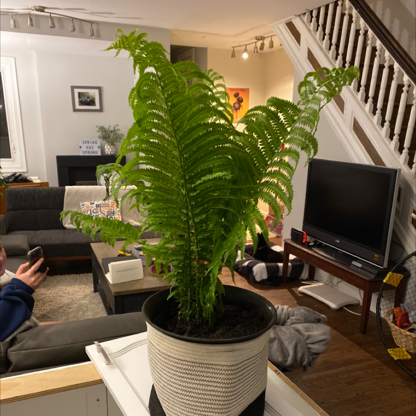 Healthy Matteuccia plant in a pot indoors with vibrant green fronds.
