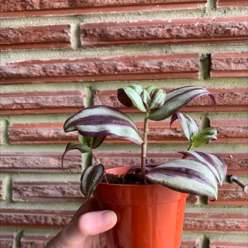 Spiderwort plant photo by @plantmawma named Baby Zebbies 3 on Greg, the plant care app.