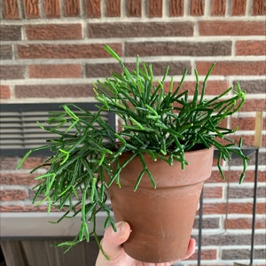 Dancing Bones plant photo by @plantmawma named Lil Pirate on Greg, the plant care app.