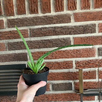 Aloe Vera plant in Minneapolis, Minnesota