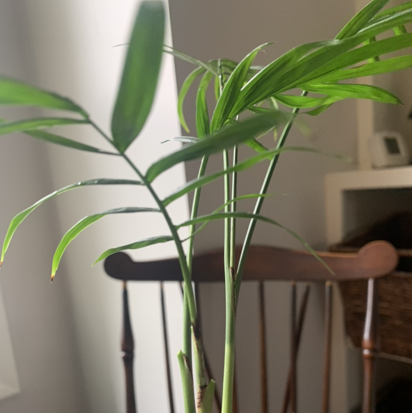Parlour Palm plant photo by @plantmawma named Pam on Greg, the plant care app.