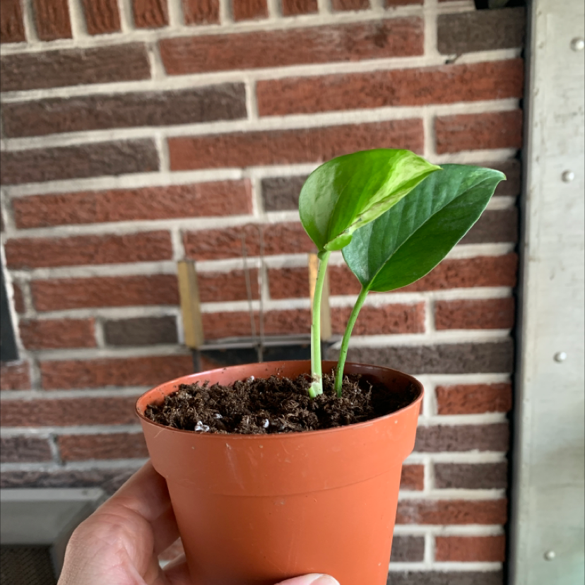 Taro Vine plant photo by @plantmawma named Cutie on Greg, the plant care app.