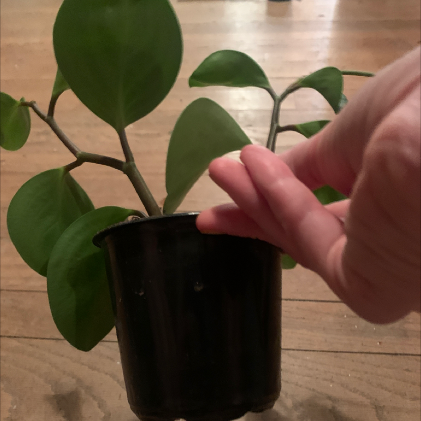 Baby Rubber Plant plant photo by @plantmawma named Bb Pepero on Greg, the plant care app.