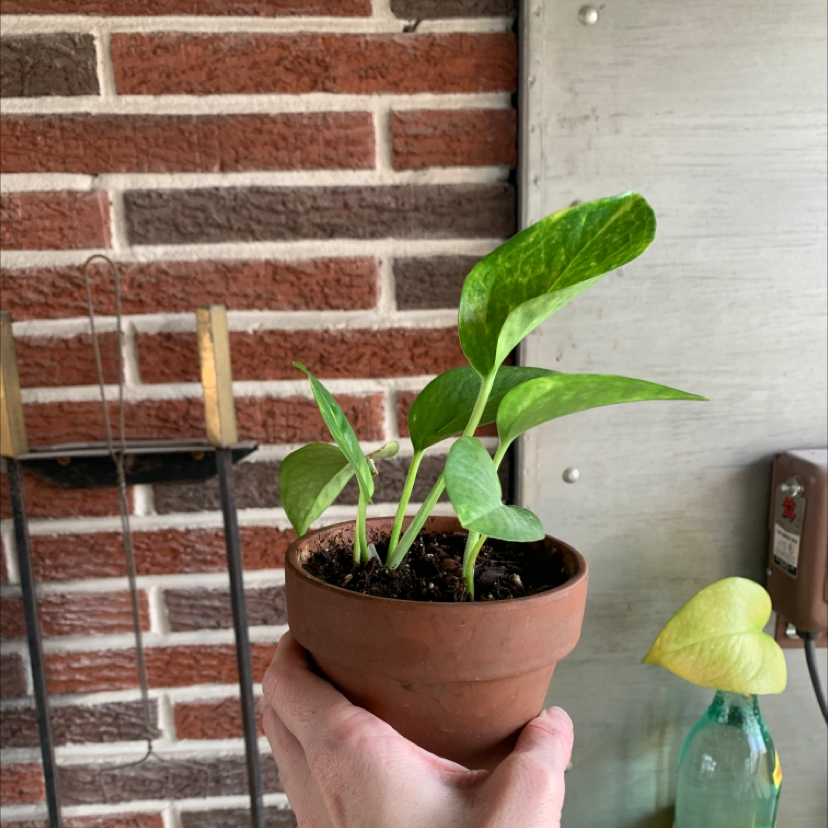 Taro Vine plant photo by @plantmawma named American Dreamer on Greg, the plant care app.