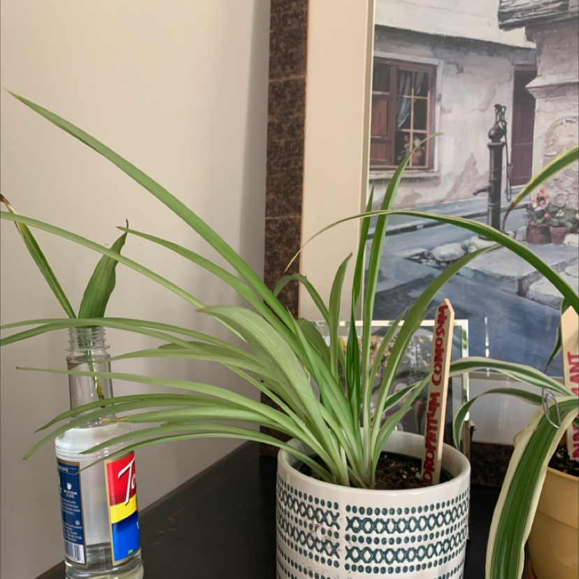 Spider Plant plant photo by @plantmawma named Charlotte on Greg, the plant care app.