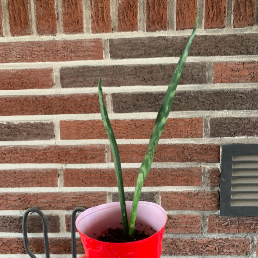 Snake Plant plant photo by @plantmawma named Wiener on Greg, the plant care app.