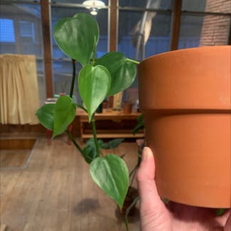 Heartleaf Philodendron plant in Minneapolis, Minnesota