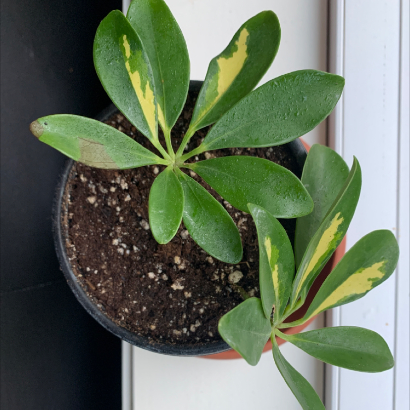 Dwarf Umbrella Tree plant photo by @plantmawma named Lil Umbys on Greg, the plant care app.