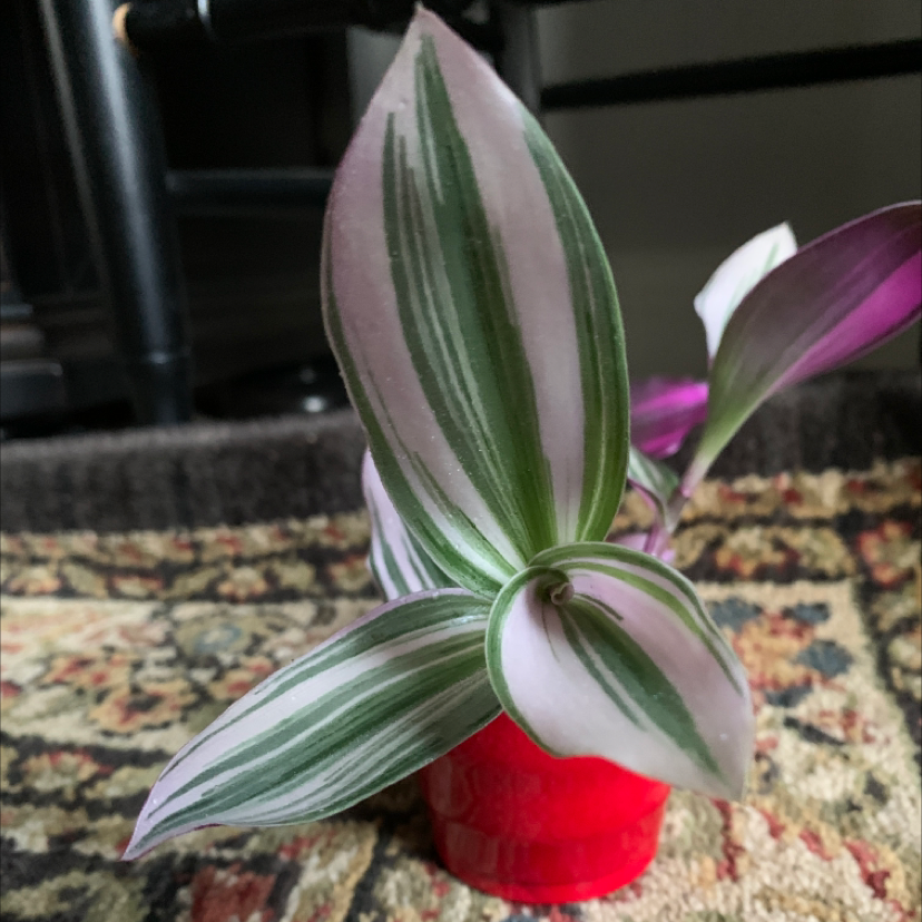 Small-Leaf Spiderwort plant photo by @plantmawma named Ninos on Greg, the plant care app.