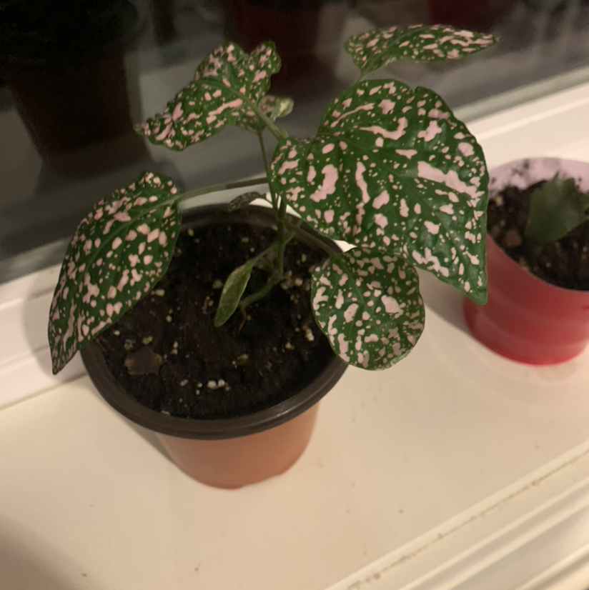 Polka Dot Plant plant photo by @plantmawma named Dead Dottie on Greg, the plant care app.