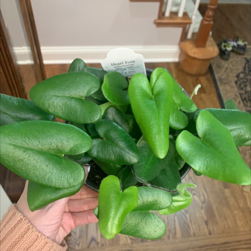 Heart Fern plant photo by @plantmawma named B!tch on Greg, the plant care app.