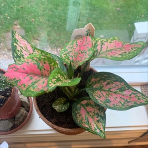 Chinese Evergreen plant photo by Plantmawma named Madonna on Greg, the plant care app.