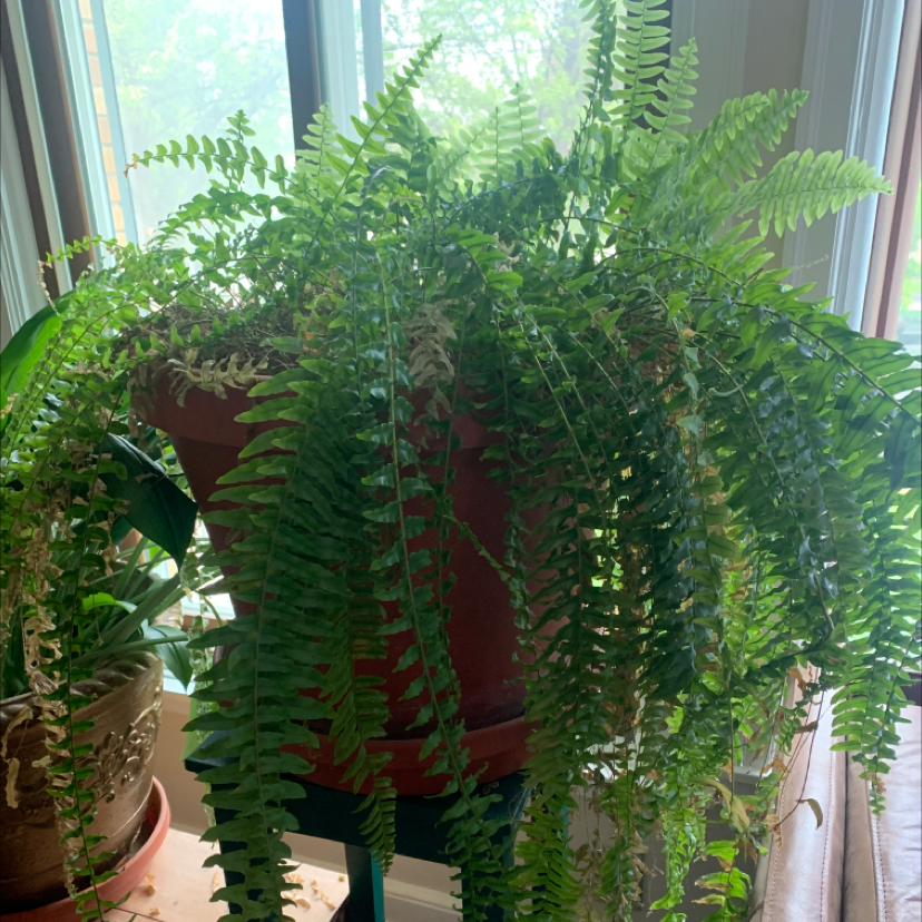 Boston Fern plant photo by @plantmawma named Don on Greg, the plant care app.