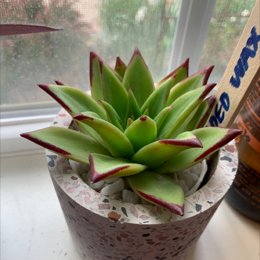 Photo of the plant species Lipstick Echeveria by @plantmawma named Agave on Greg, the plant care app