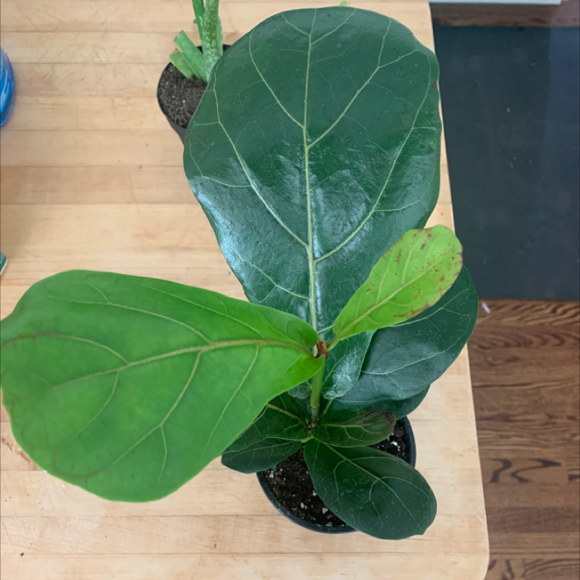 Fiddle Leaf Fig plant photo by @plantmawma named Georgia 2 on Greg, the plant care app.
