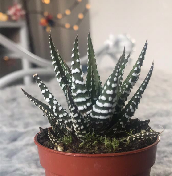 Zebra Plant plant photo by @Lil.Lemon named Mochi, Osmo, Achilles, Persephone on Greg, the plant care app.