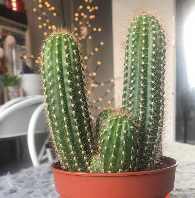 Saguaro plant photo by @Lil.Lemon named Bourbon on Greg, the plant care app.