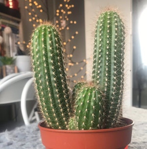 Giant Cactus plant photo by @Lil.Lemon named Bourbon on Greg, the plant care app.