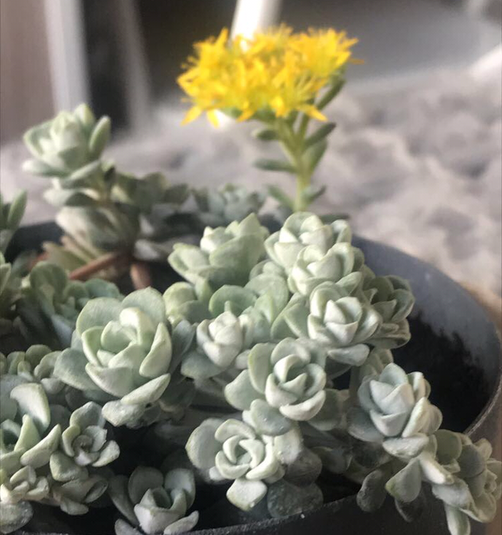 Photo of the plant species Purdy's Stonecrop by @Lil.Lemon named Apollo on Greg, the plant care app