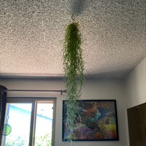 Use Spanish Moss with Houseplants 