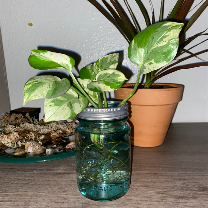 Marble Queen Pothos plant photo by @Itsjessiehaaay named Edna krabappel on Greg, the plant care app.