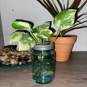 Marble Queen Pothos plant photo by Itsjessiehaaay named Edna krabappel on Greg, the plant care app.