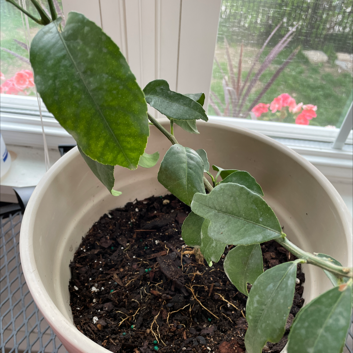 Poinsettia plant with dark green leaves and some yellowing in a white ceramic pot on a window sill.