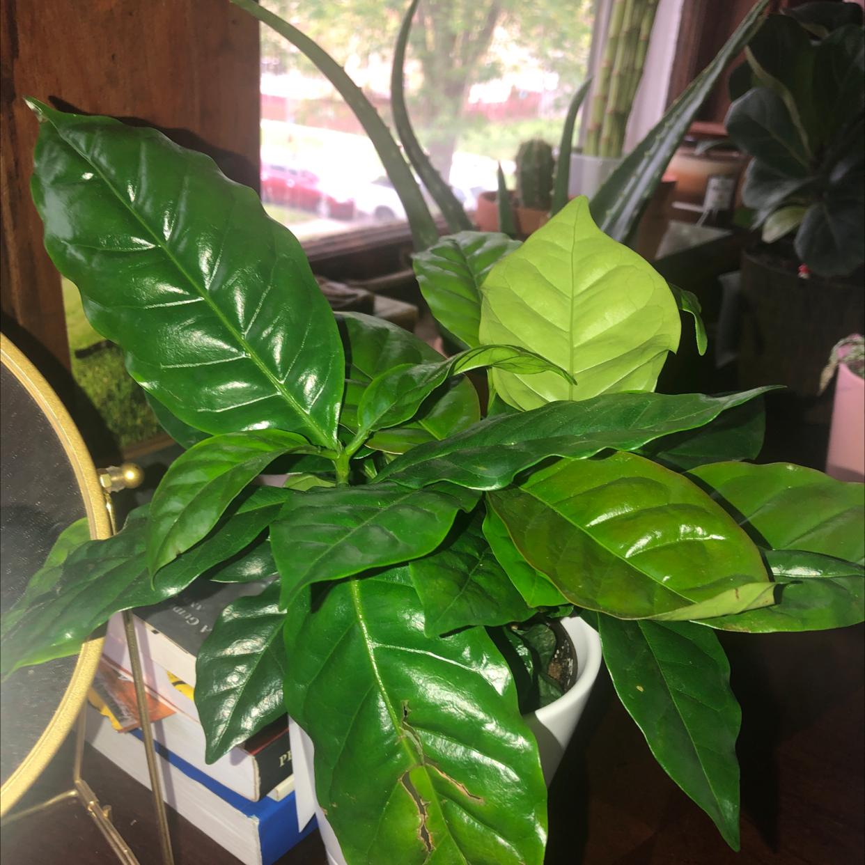 Arabian Coffee Plant plant photo by @mil_ze named Leaf on Greg, the plant care app.
