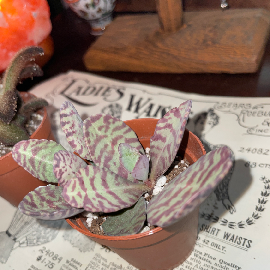 Penwiper Plant with purple and green patterned leaves in a small pot.