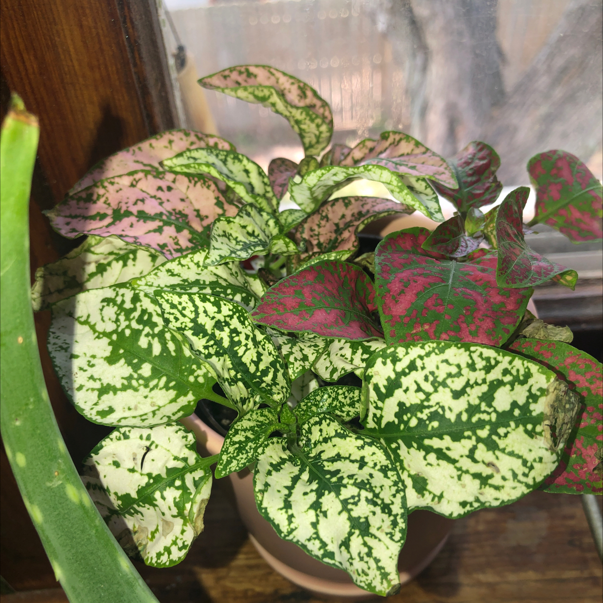 Polka Dot Plant plant photo by @mil_ze named miss Thang on Greg, the plant care app.