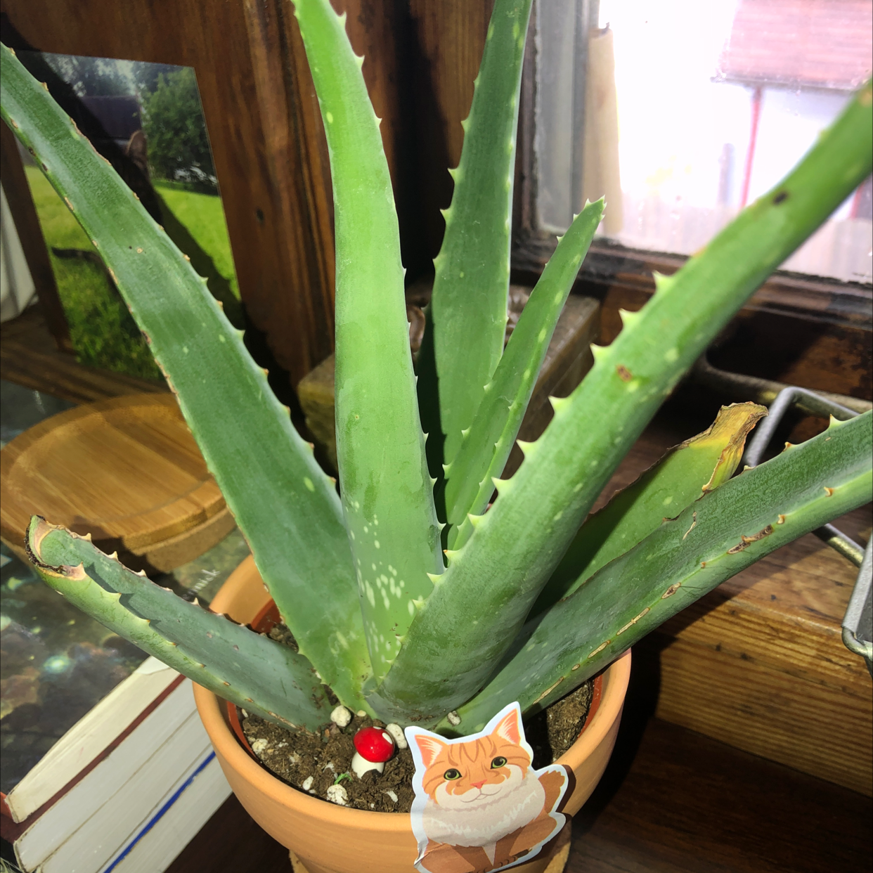 Aloe vera plant photo by @mil_ze named Walt on Greg, the plant care app.