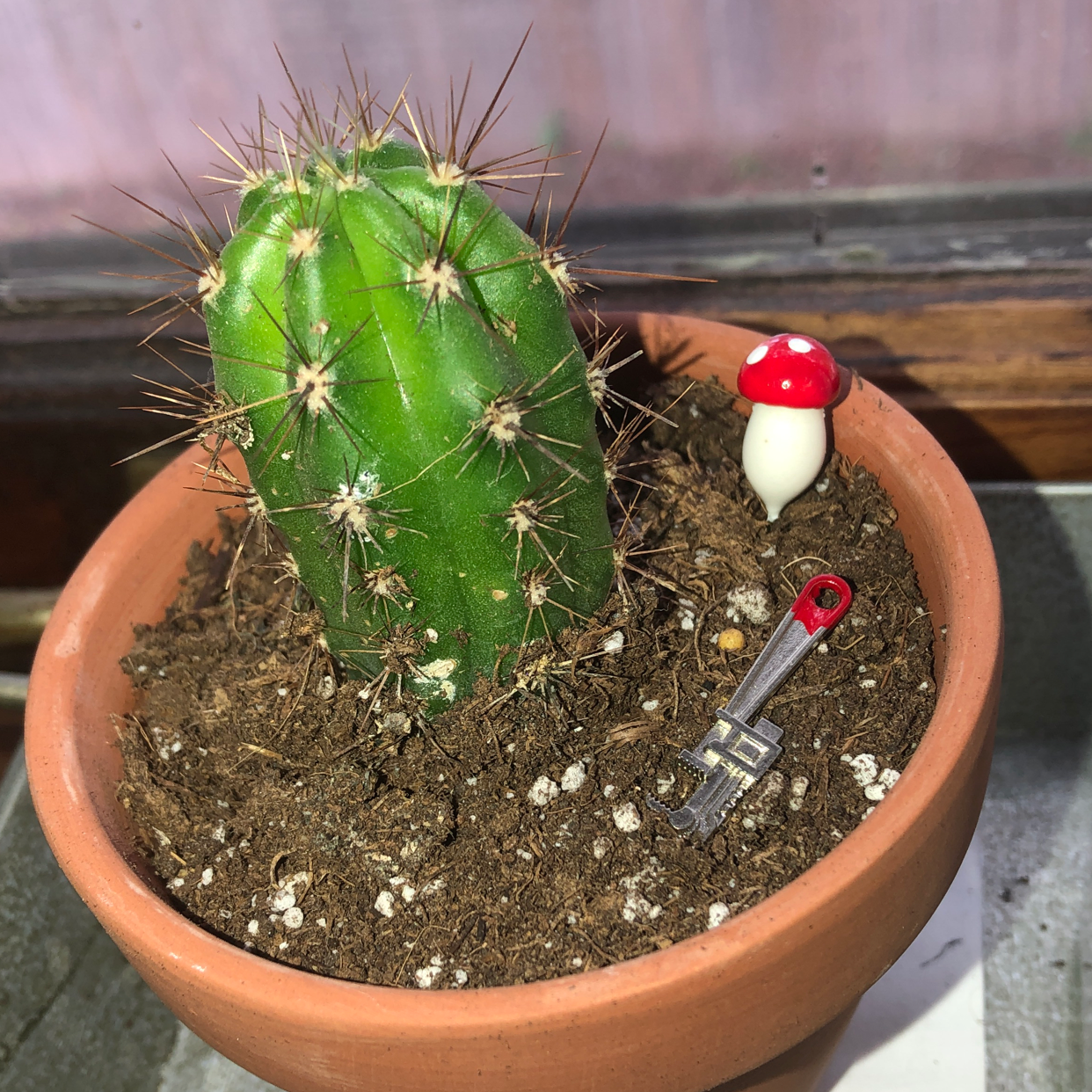 Blue Barrel Cactus in a terracotta pot with visible soil and small decorative items.
