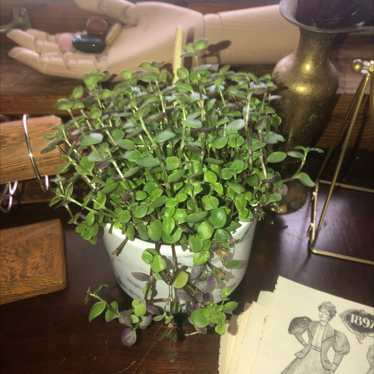 Creeping Inch Plant plant photo by @mil_ze named Bonnie on Greg, the plant care app.