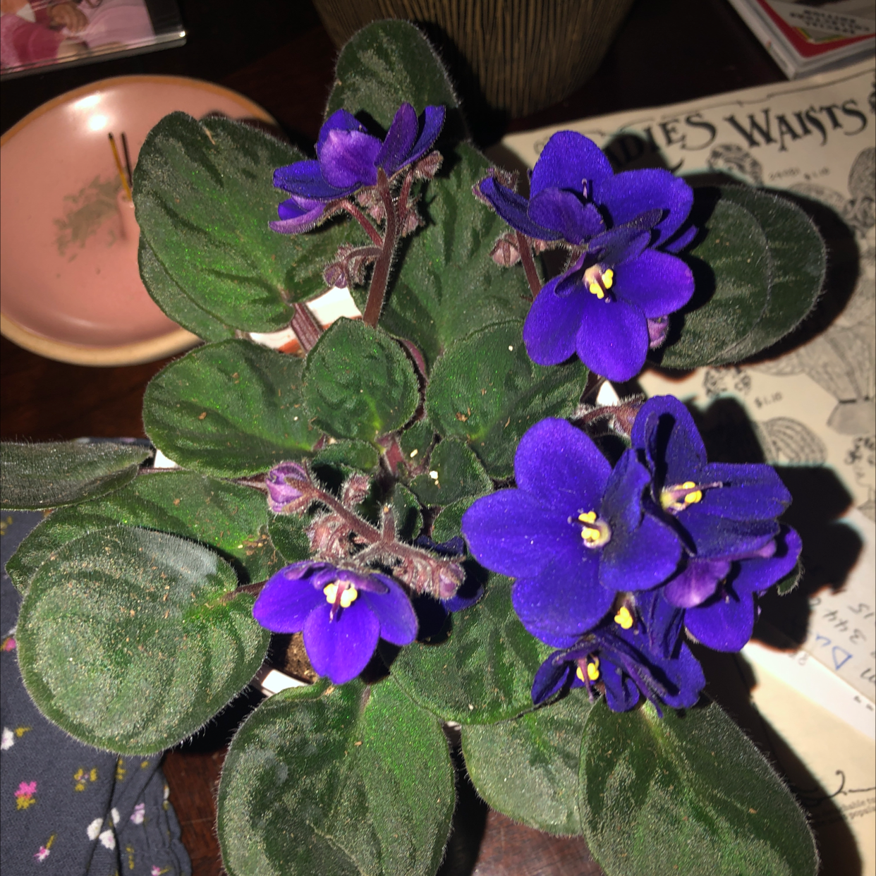 African Violet plant photo by @mil_ze named Athena on Greg, the plant care app.