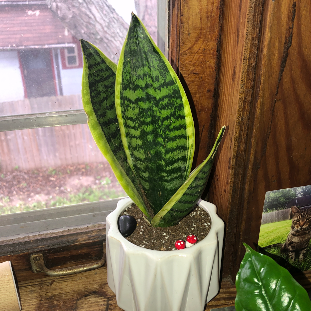 Snake Plant plant photo by @mil_ze named Princess on Greg, the plant care app.
