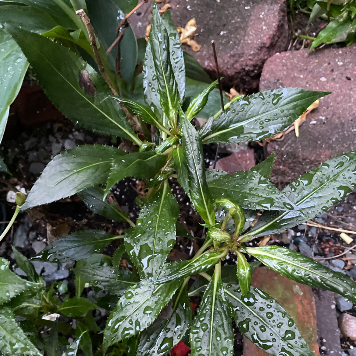 New Guinea Impatiens plant with wet green leaves in a garden setting.
