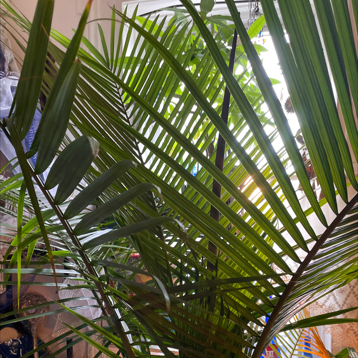 Healthy Canary Island Date Palm with green fronds indoors.