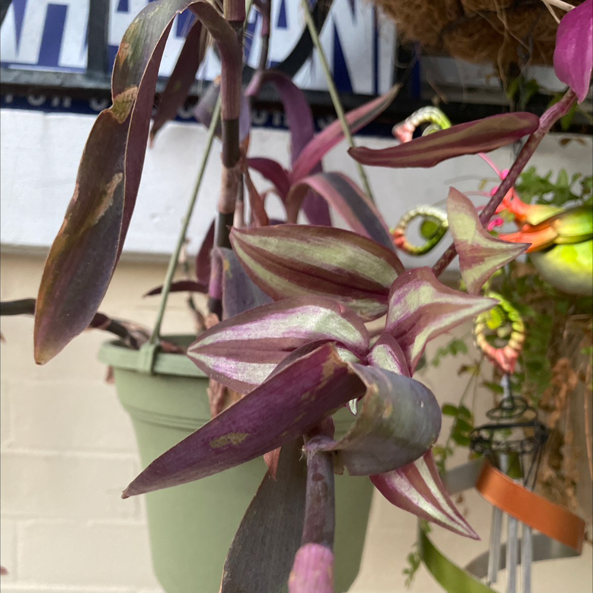 Close-up of a healthy, vibrant Purple Heart plant with lush purple and green foliage, free of any visible health issues.