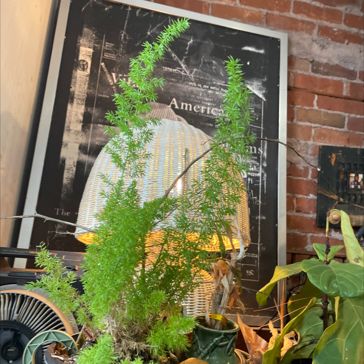 Close-up view of a healthy Plume Asparagus plant with delicate feathery green foliage, near a brick wall indoors with other plants.