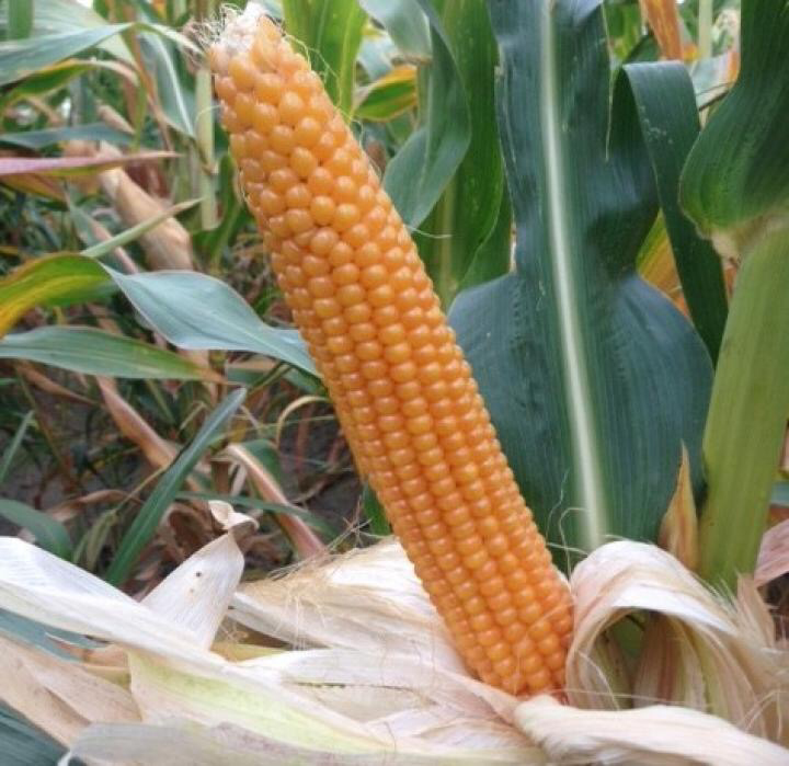 Photo of the plant species Corn by @roary named Bœnk on Greg, the plant care app