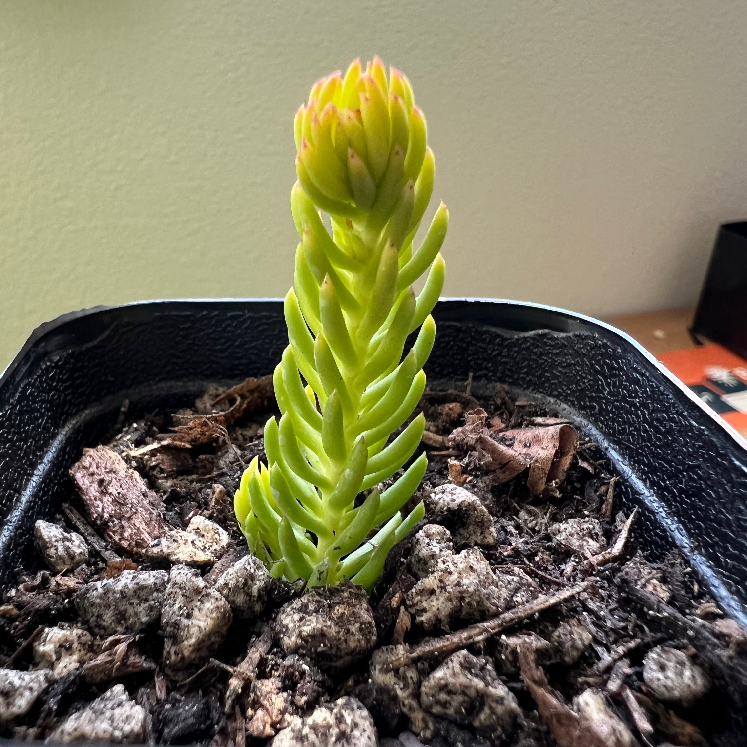 A healthy Pale Stonecrop succulent in a pot with visible soil.
