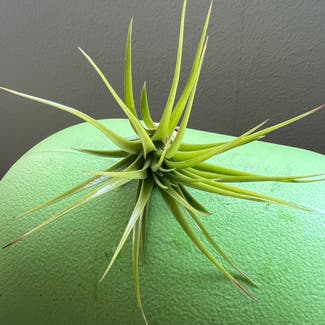 Air plant plant in Somewhere on Earth