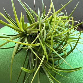 Ionantha Grace plant in Somewhere on Earth
