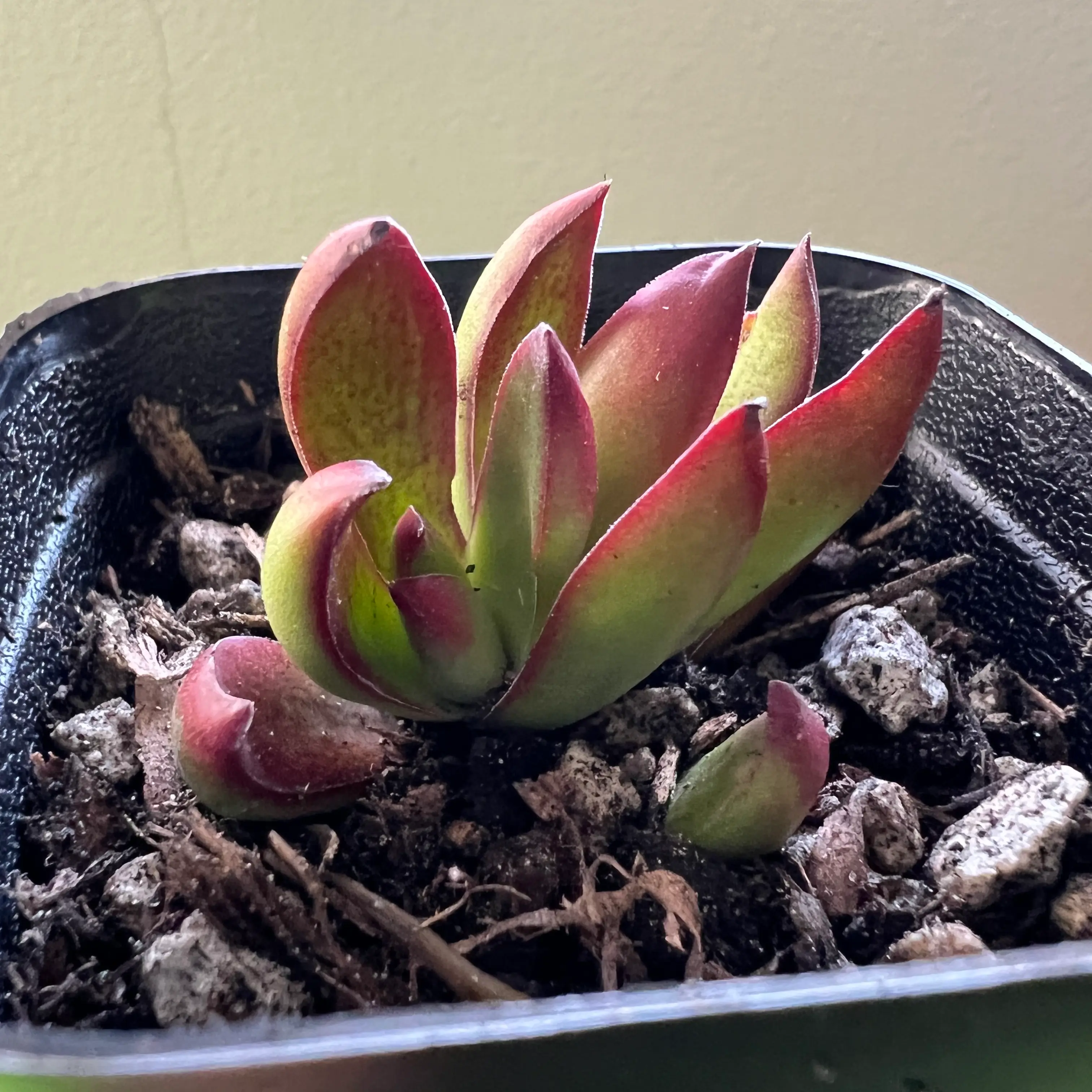 Crassula capitella 'Campfire' plant in a small pot with vibrant red and green leaves.